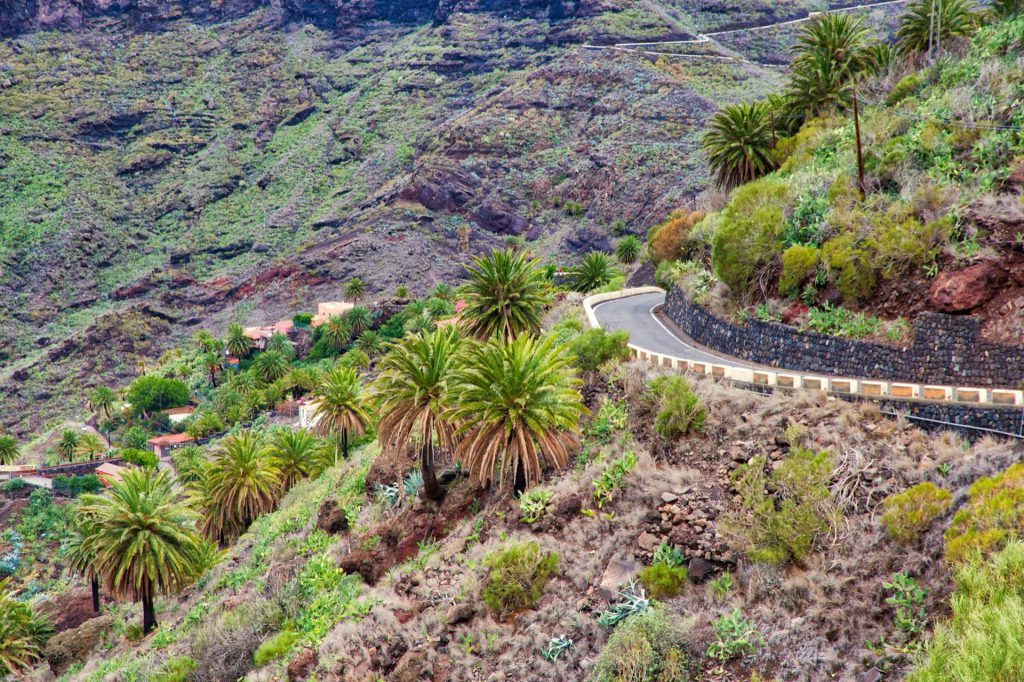 The winding road to Masca between palm trees